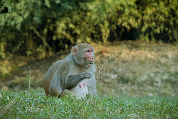 Bricolage enfant automne : 11 idées créatives à réaliser