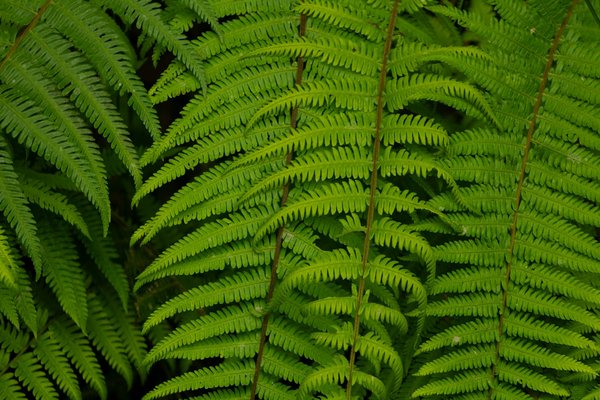 E-liquides de qualité premium à seulement 2 euros : découvrez-les !